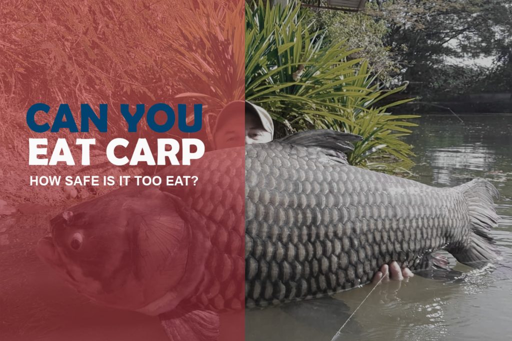 Is Carp Safe to Eat? Does this Fish taste good? Fishing Tackle Setup