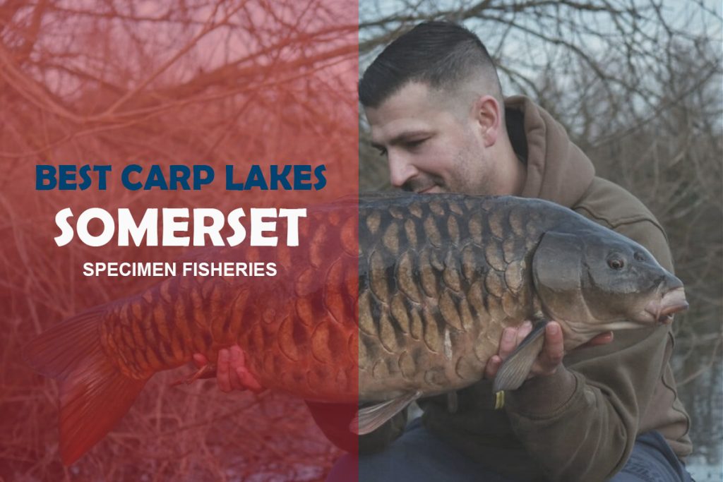 12 Best Carp Fishing Lakes in Somerset (Specimen Fisheries) Fishing