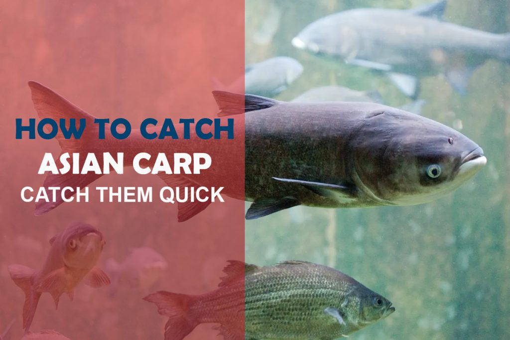 How to Catch Asian Carp Top Techniques & Asian Carp Bait Fishing