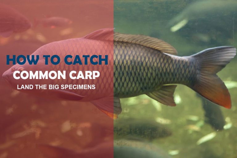 How to Catch Common Carp? Best Carp Fishing Tips and Tricks Fishing