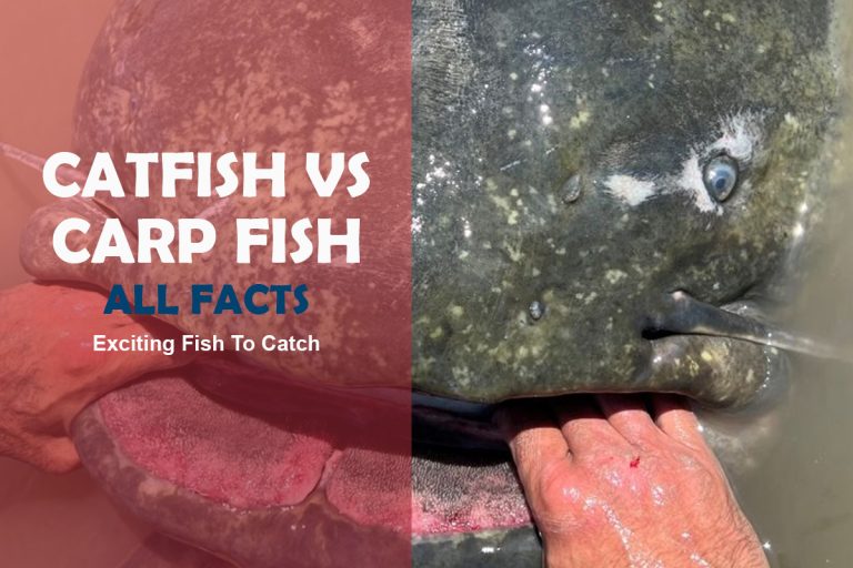 Carp vs Catfish 10 Differences Between These Fish Species Fishing