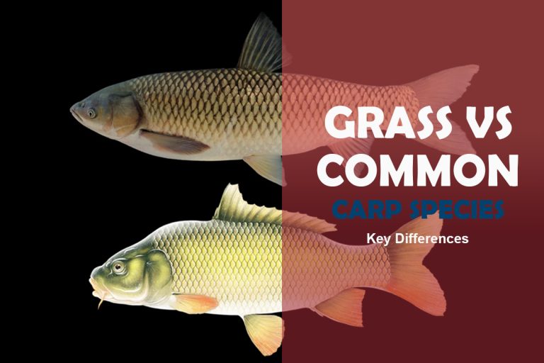 Grass Carp vs Common Carp Fish Species The Key Differences Fishing