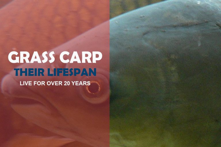 How Long Do Grass Carp Live In A Pond? 6 Carp Fishing Tips Fishing