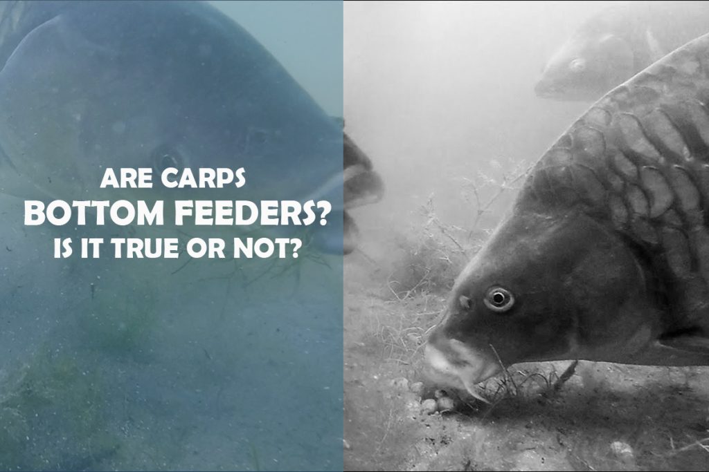 Are Carp Bottom Feeders? The Truth About this Fish Species! Fishing