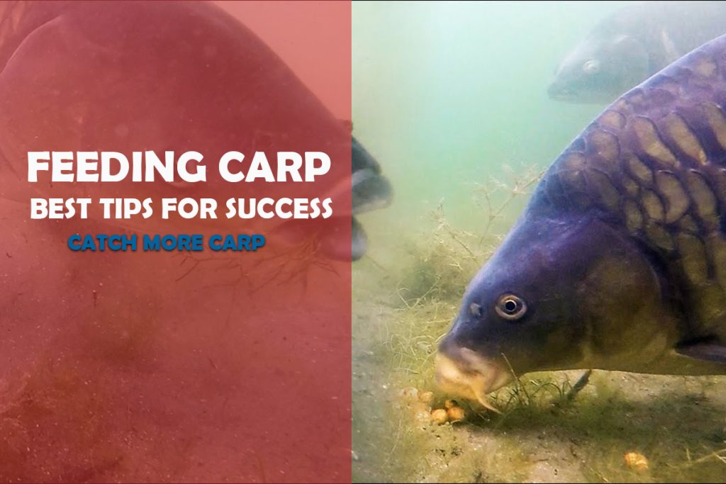 How to Get Carp Feeding? 7 Tips for Mastering Carp Fishing Fishing Tackle Setup Tips & Guides