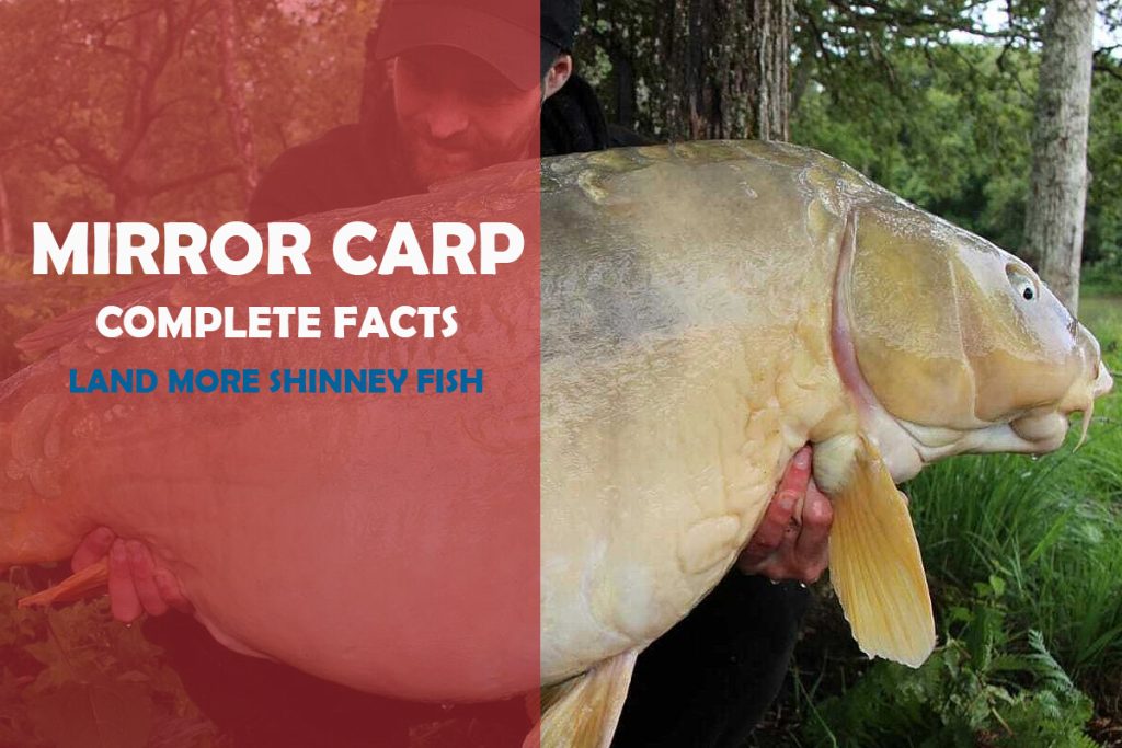 What Is A Mirror Carp The Ultimate Carp Species of Fish Fishing