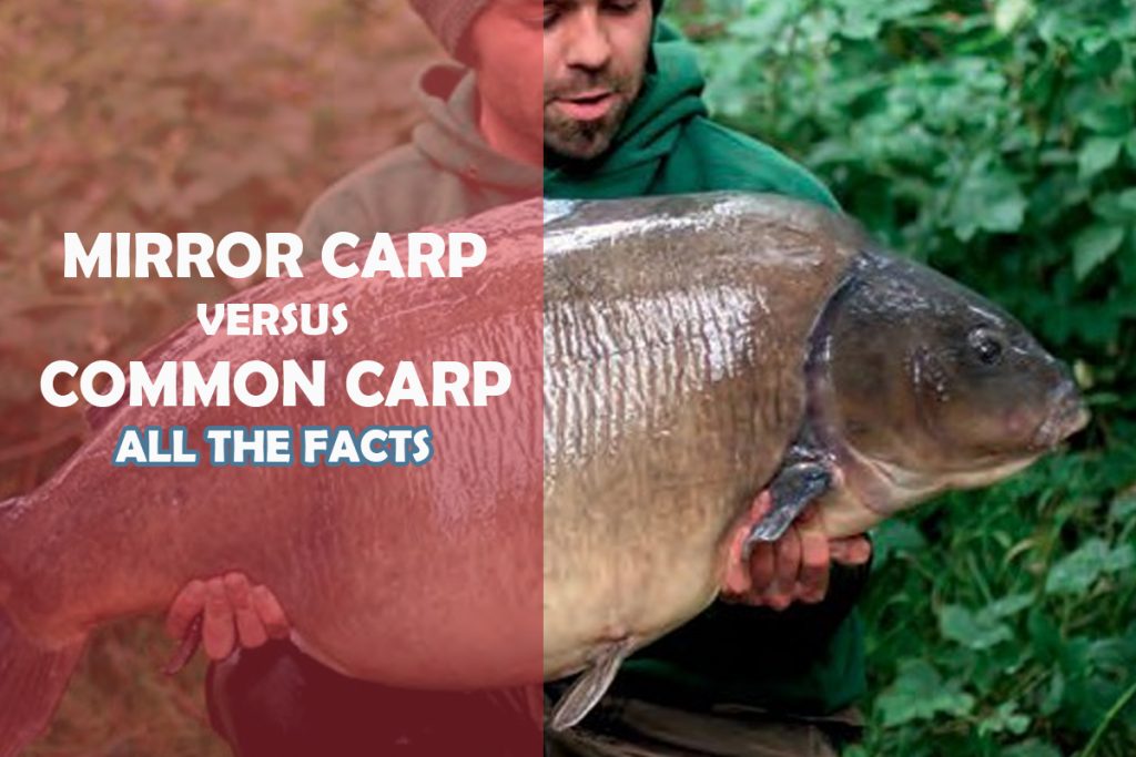 Mirror Carp vs Common Carp Understanding the Differences Fishing