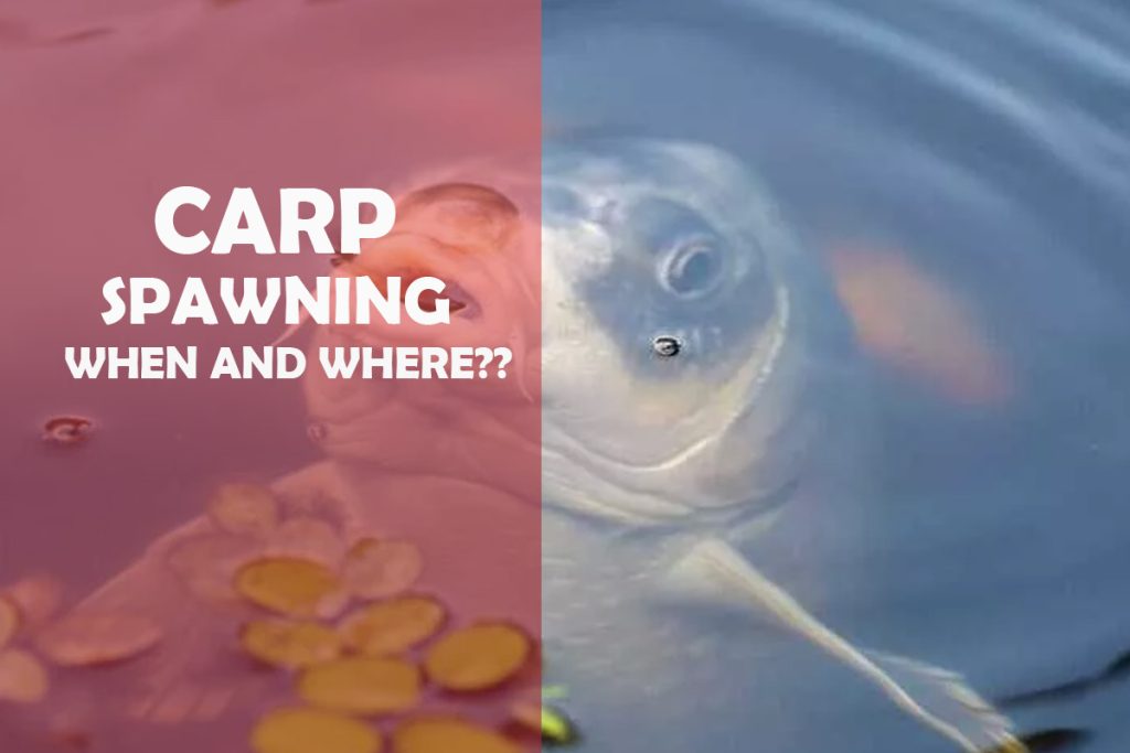 When Do Carp Spawn? Ultimate Guide for Specimen Anglers Fishing